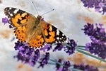 Offizielles Werbemotiv für Blütengarten Onlinekurs von Blütengarten.