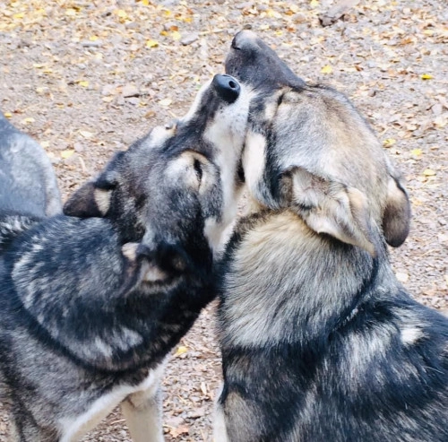 Offizielles Werbemotiv für Hundegruppen im Gleichgewicht von Mehrere Hunde – ein Team.